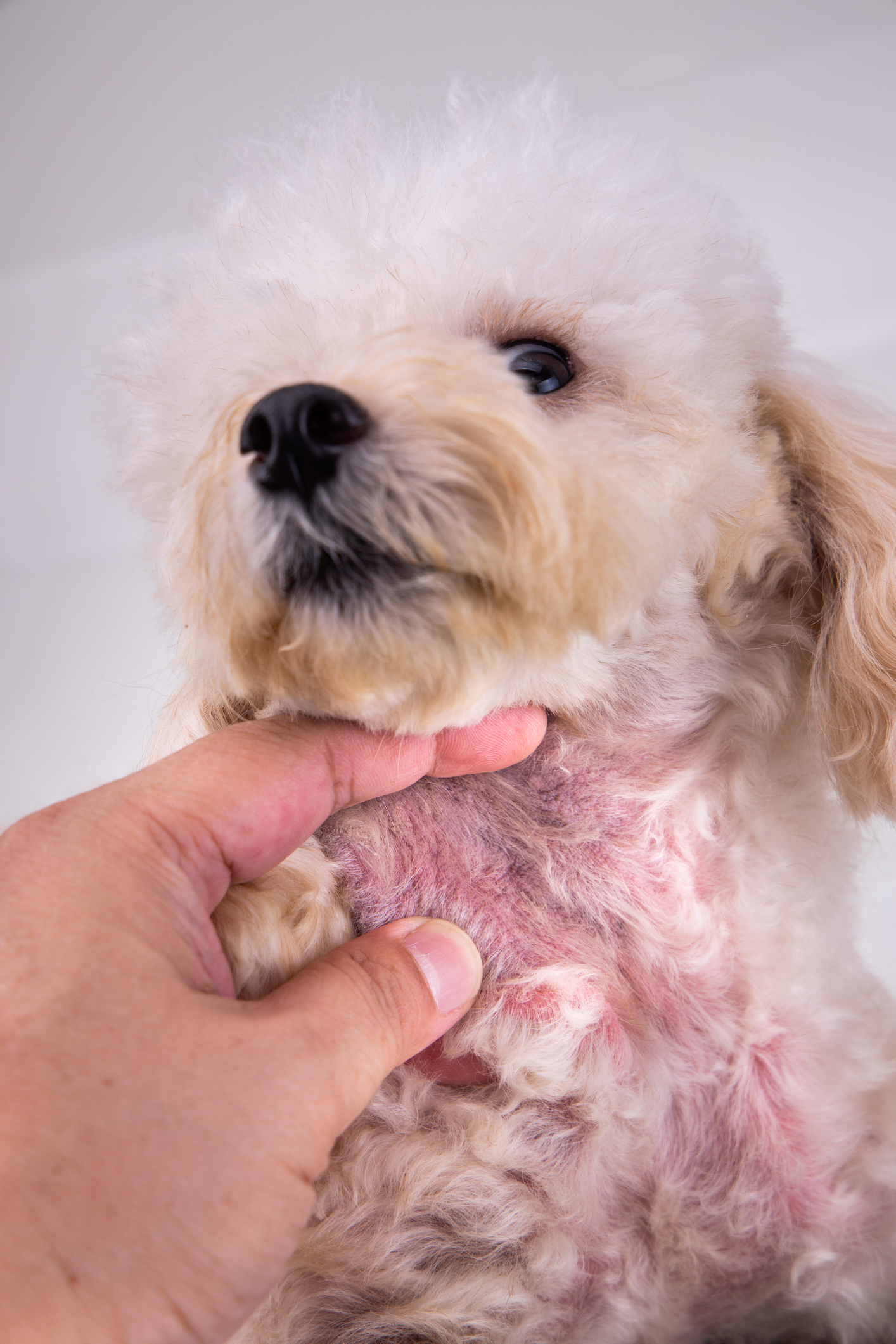 Allergi hos hund – typer och behandling