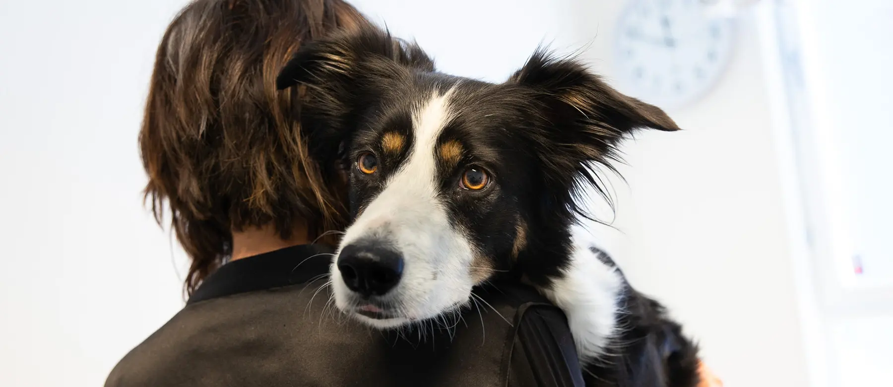 Veterinär Spånga