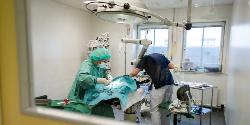Operation, kirurgi, hund, katt, Veterinärhuset Sundsvall