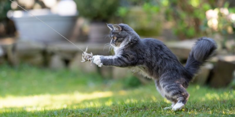 Om din katt är mindre aktiv kan det vara ett tecken på ledsmärta
