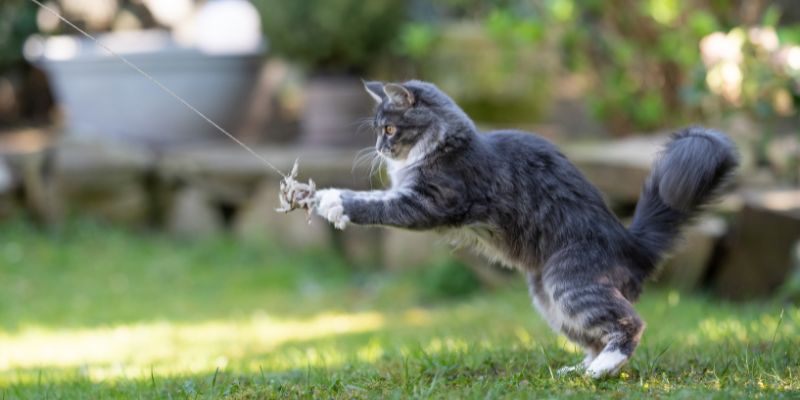 Om din katt är mindre aktiv kan det vara ett tecken på ledsmärta