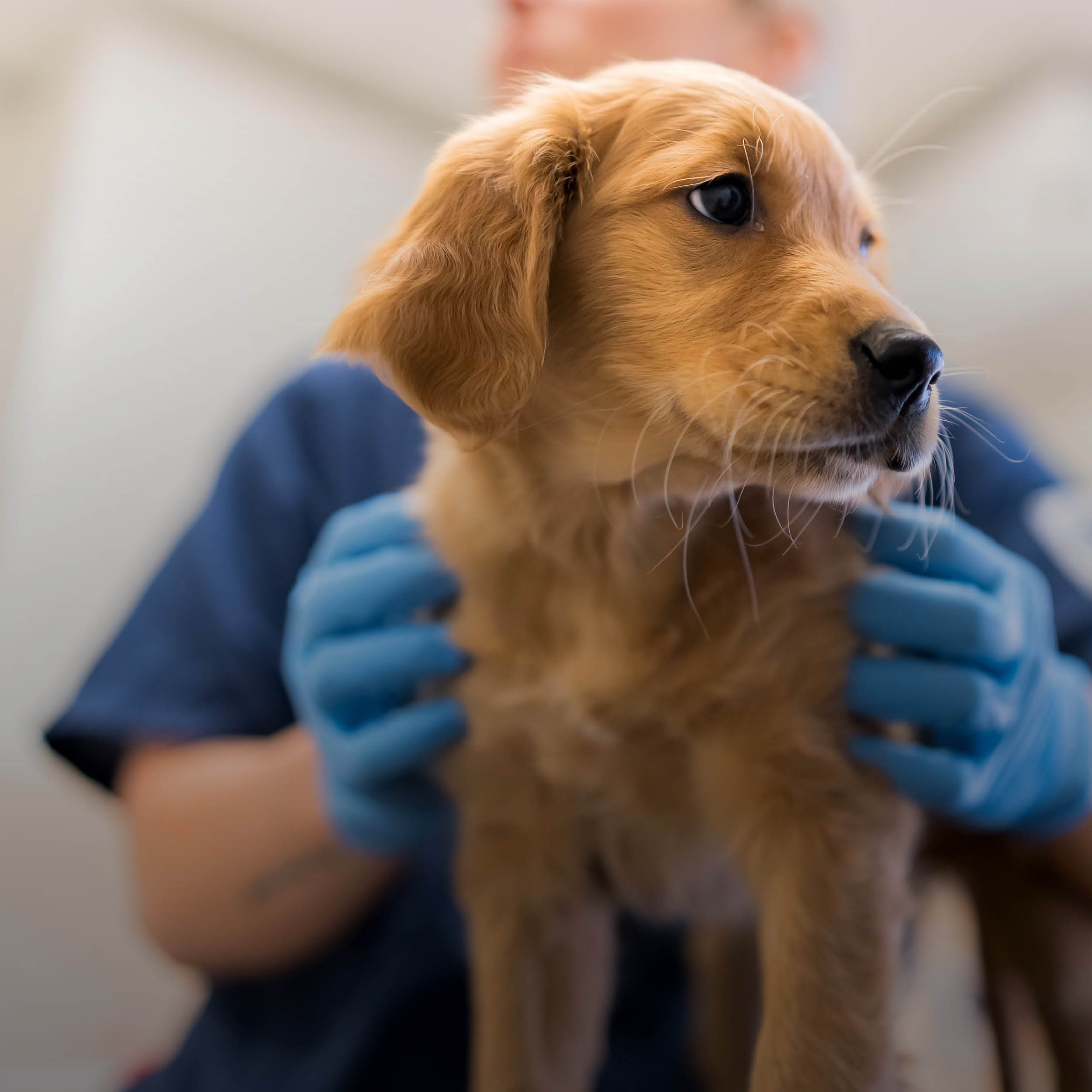 NÄR DITT DJUR BEHÖVER VÅRD