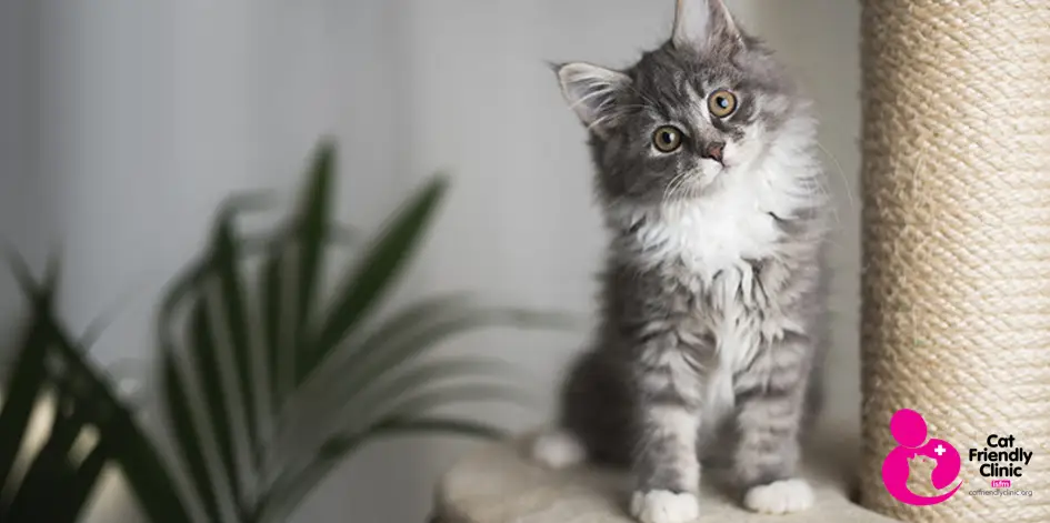 Katt som tittar in i kameran med loggan för cat friendly clinic