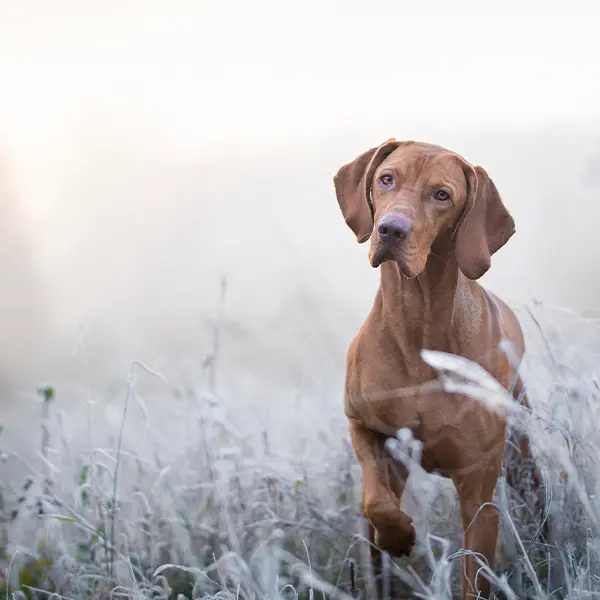 Veterinär Järfälla