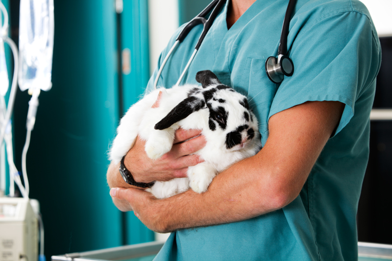 Vanliga sjukdomar hos kanin