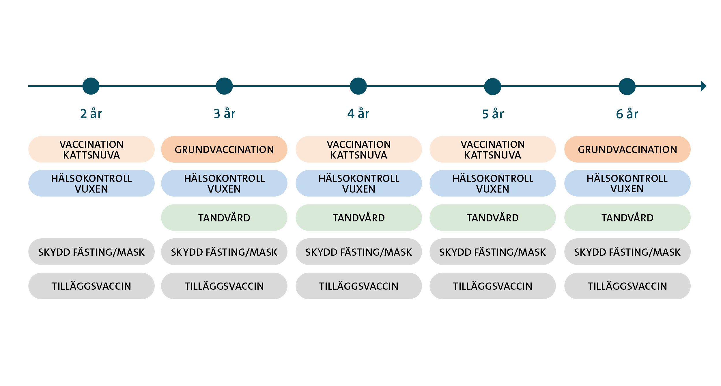 Hälsoguide vuxen katt