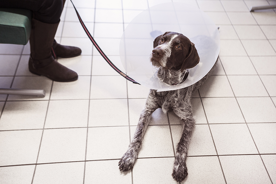 Kastrera en hanhund - Vad, hur och Evidensia