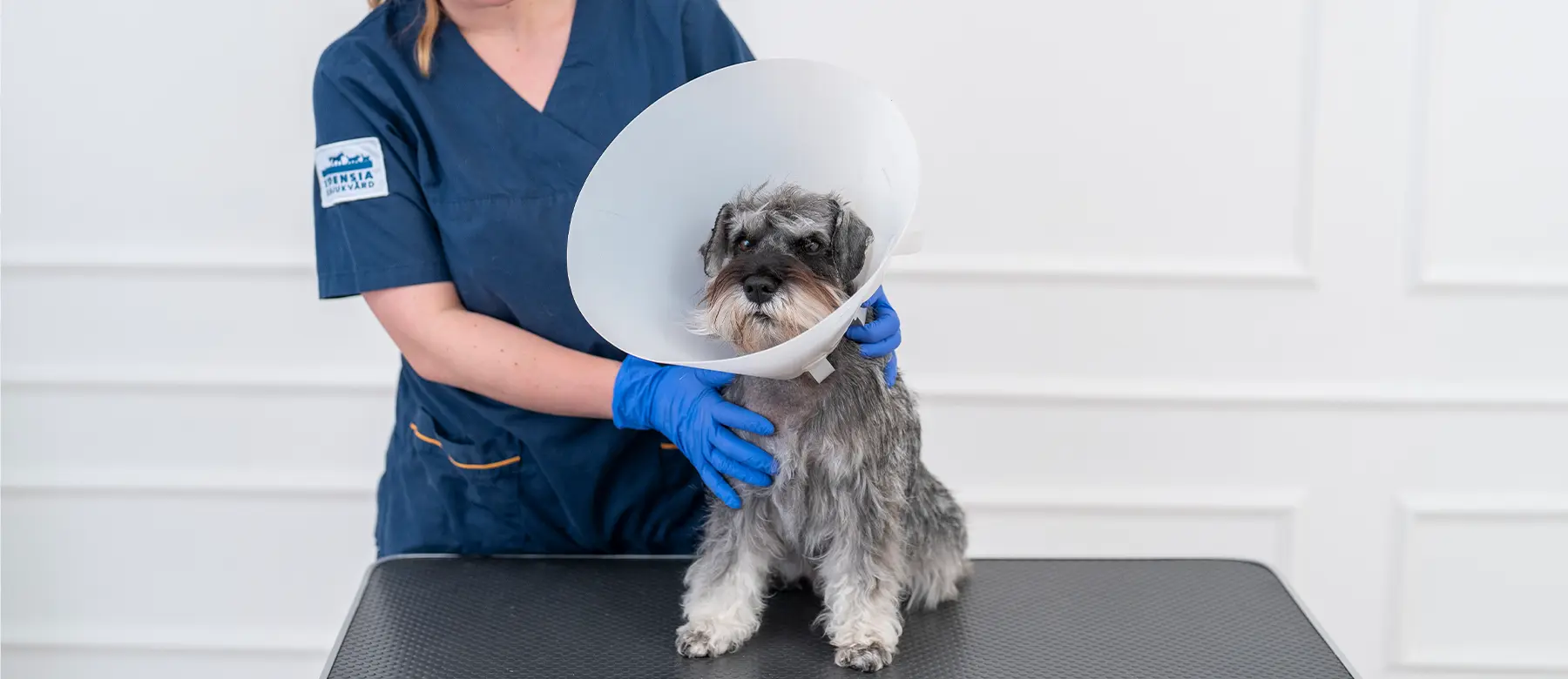 Veterinär Norrköping