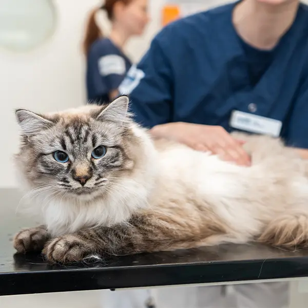 Boka tid online på Björkstadens Djurklinik