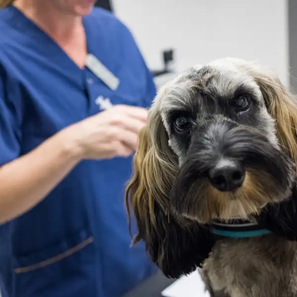 Öppettider på Björkstadens Djurklinik Evidensia