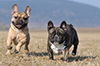 Andningsproblem hos hundar – Brakycefalt syndrom