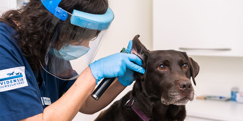 Artiklar, goda råd och tips om hund Evidensia