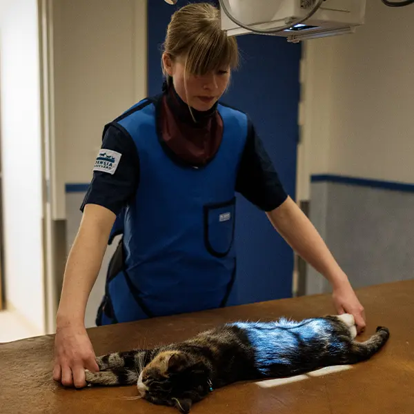 Bilddiagnostik på Kristinehamns Smådjursklinik