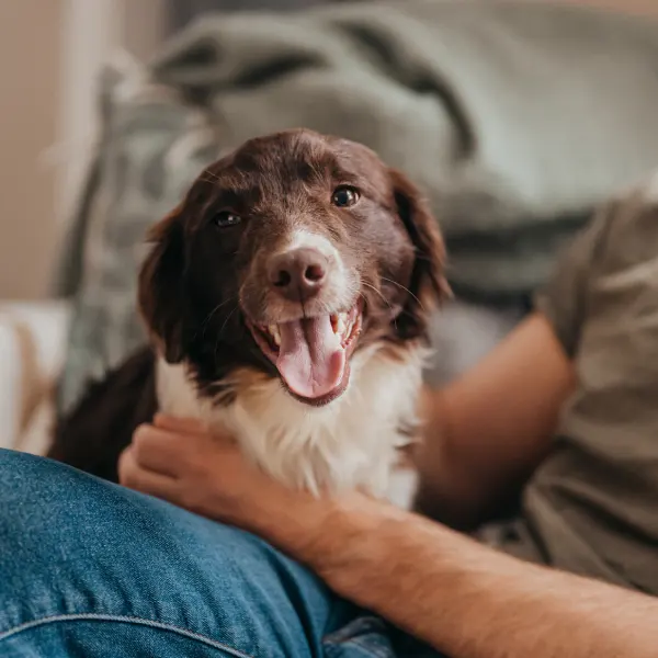 HÄLSOGUIDE FÖR DIN SENIORA HUND