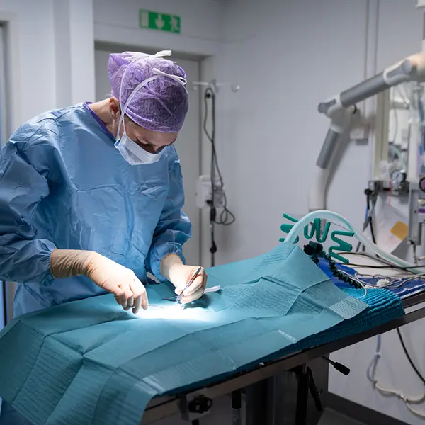 Operationsavdelningen på Falkenbergs Djurklinik Evidensia