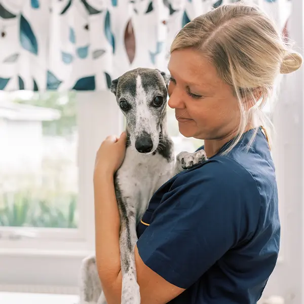 Boka tid online på Billdals Djurklinik