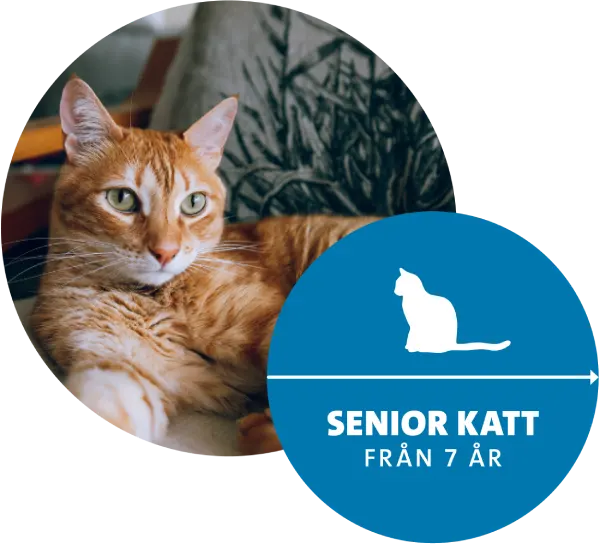 Orange senior katt som ligger ner