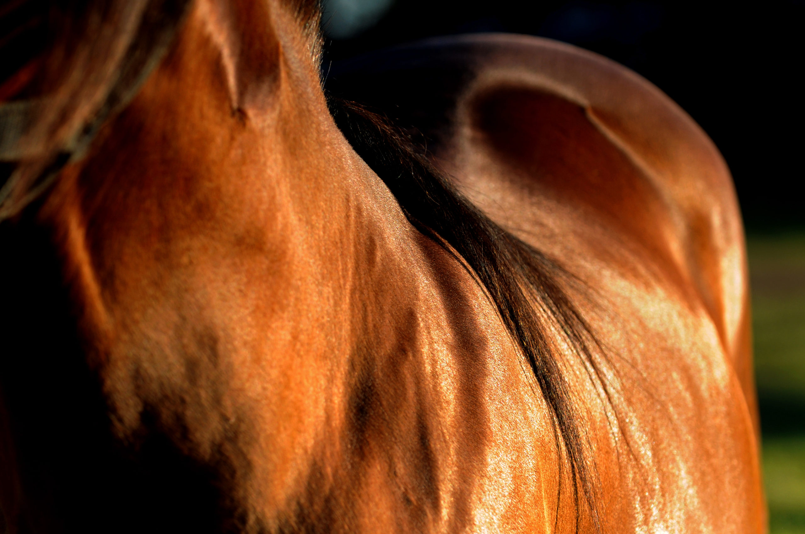Om din häst har hudtumör kan det vara dags med ett besök till veterinären