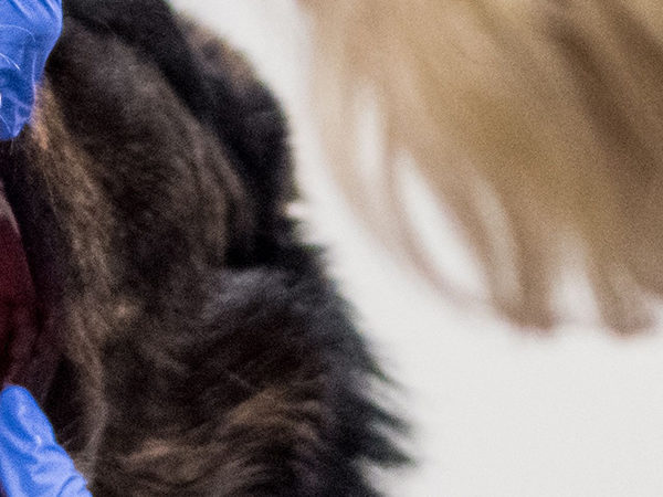 Tandskador på hund