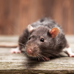 Aktivera din råtta – Tips på lekar och burinredning