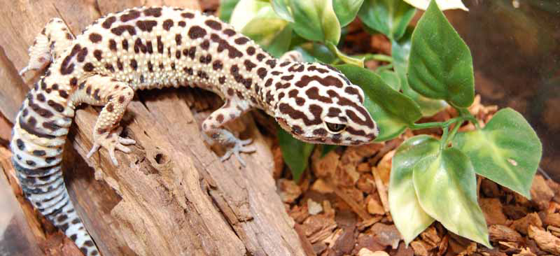 Skötsel av Leopardgecko