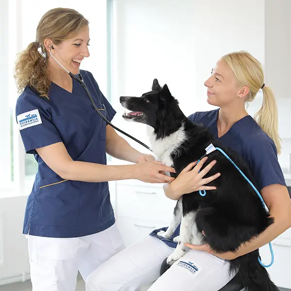 Din veterinär i Sävedalen