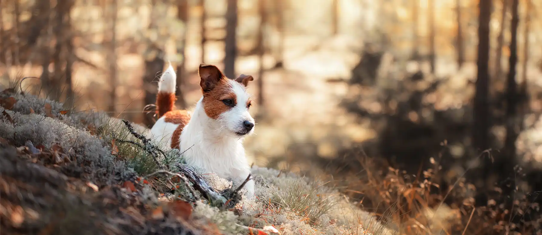 Veterinär Säffle