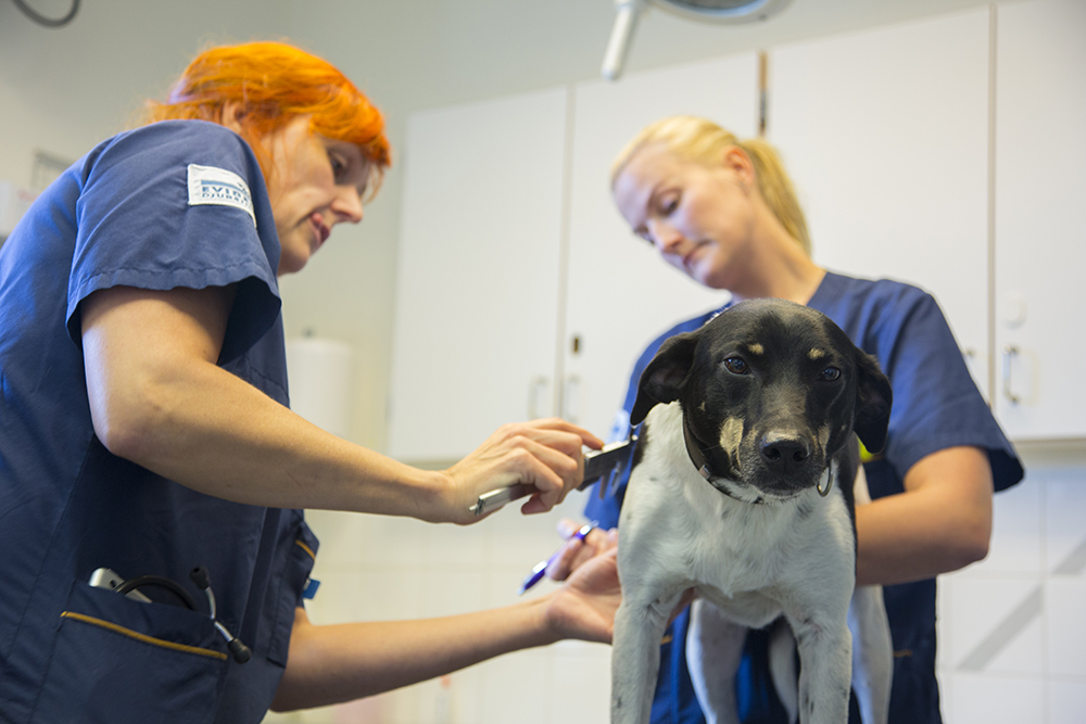 Manifold mobil glide Cancer hos hund - Upptäckt och behandling | Evidensia