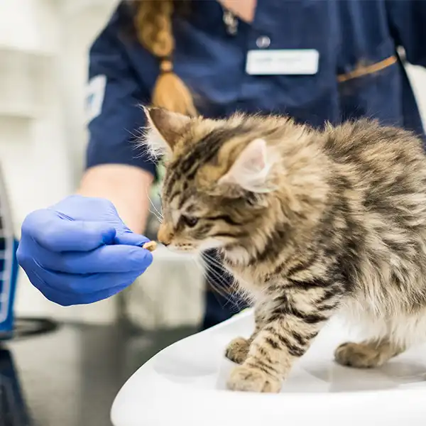 Veterinär Saltsjöbaden