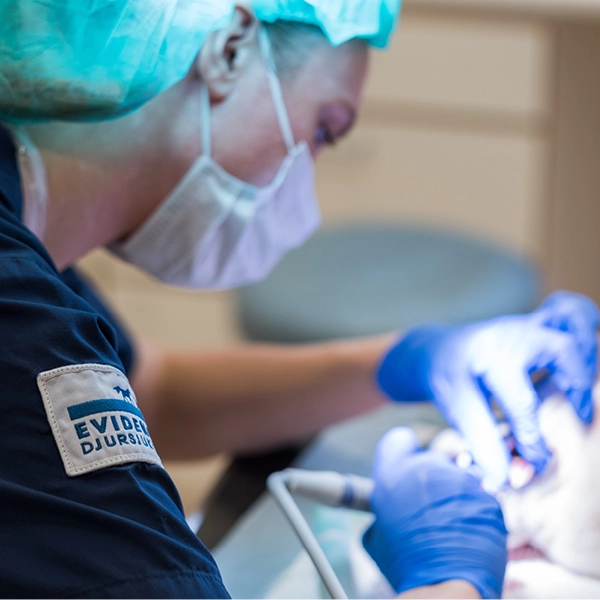 Veterinär Höllviken