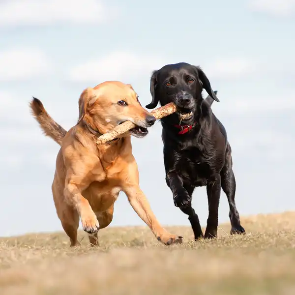 Smådjursveterinären Åmål Evidensia