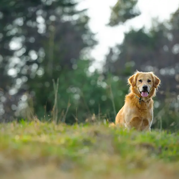 Medarbetare Veterinär Höganäs