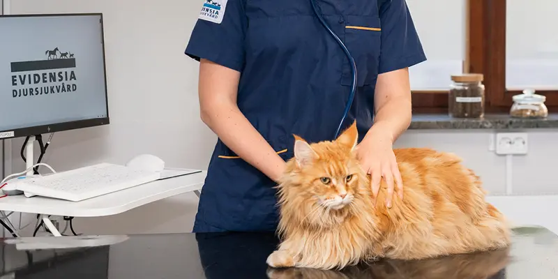 Orange långhårig katt blir undersökt av veterinär på hudavdelningen på  Specialistdjursjukhuset Strömsholm