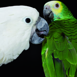 Foderrelaterade hälsoproblem hos papegojfåglar