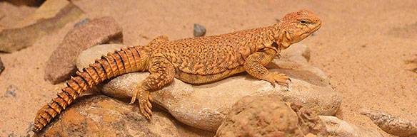 Reptil