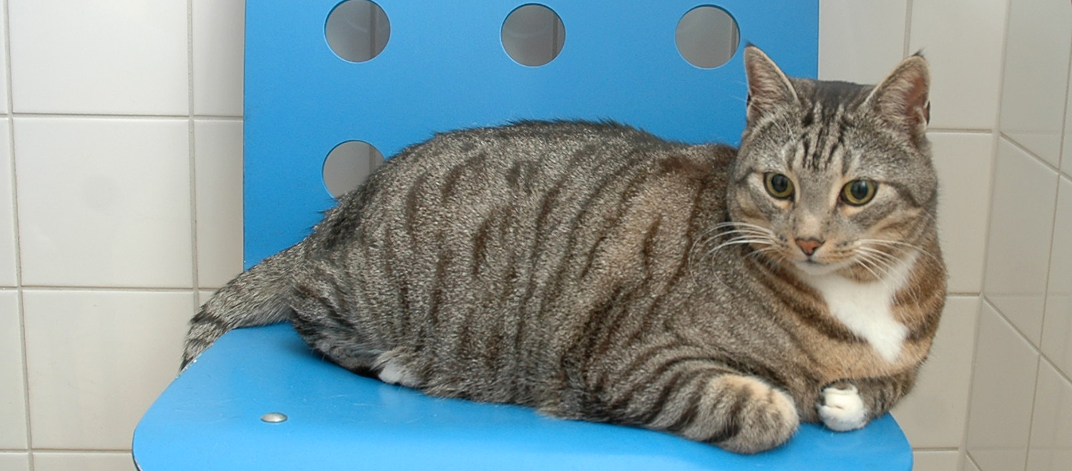 Diabetes mellitus hos katt
