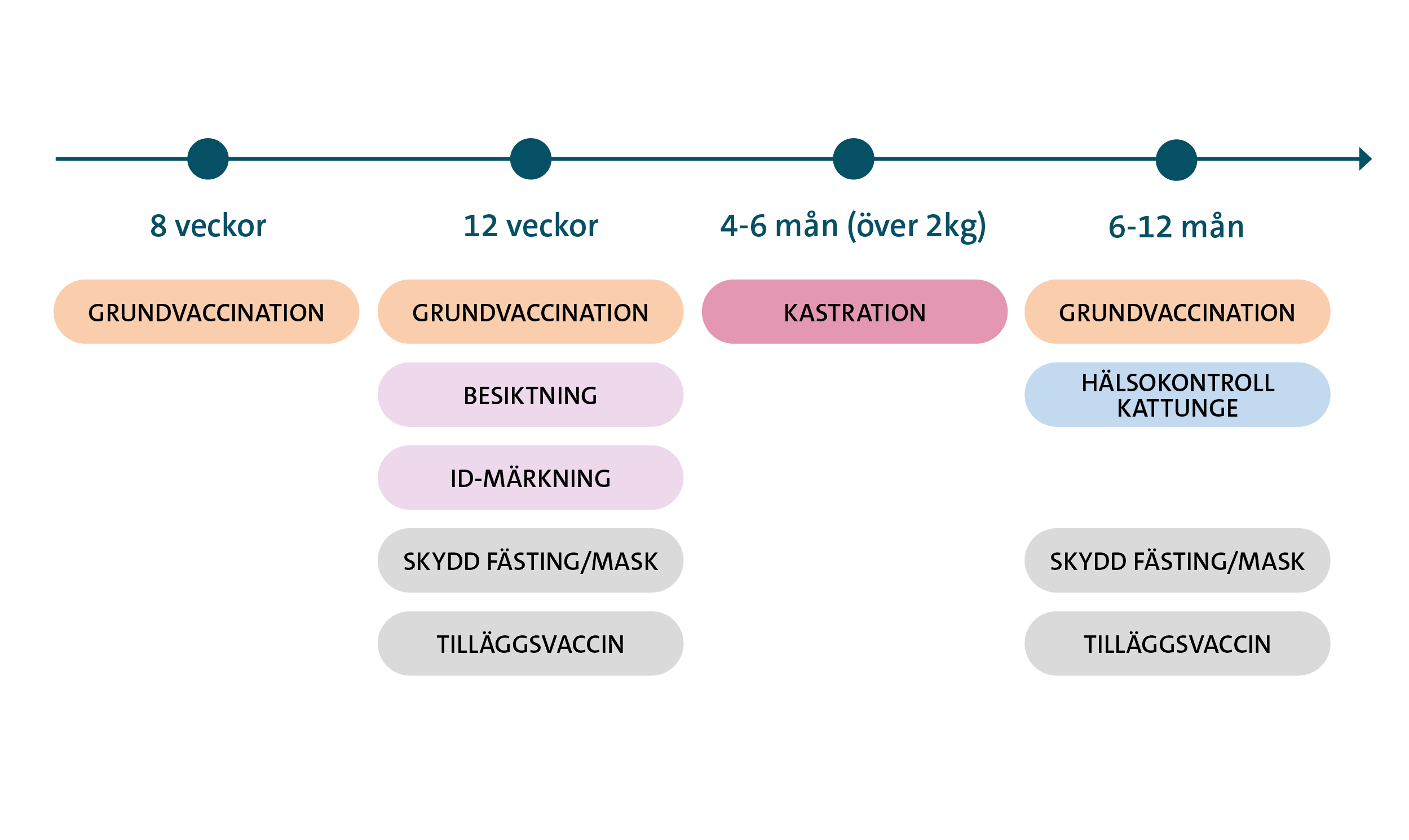 Hälsoguide kattunge schema