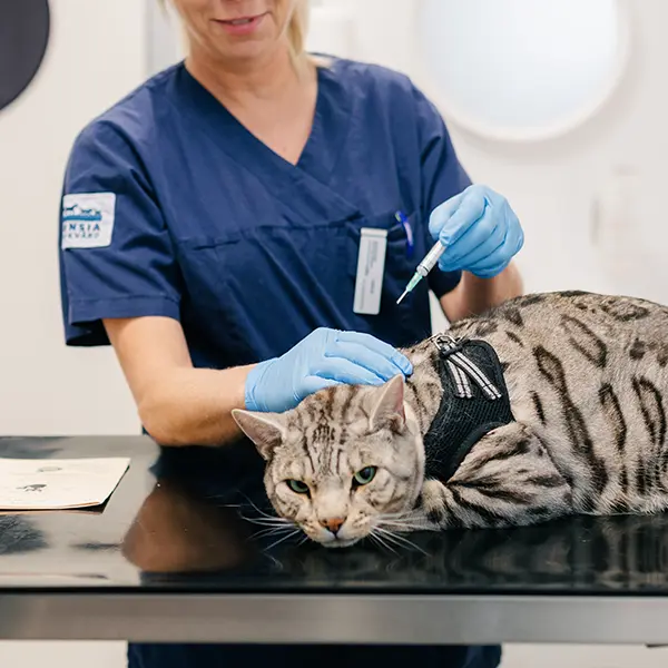 Veterinär Örebro
