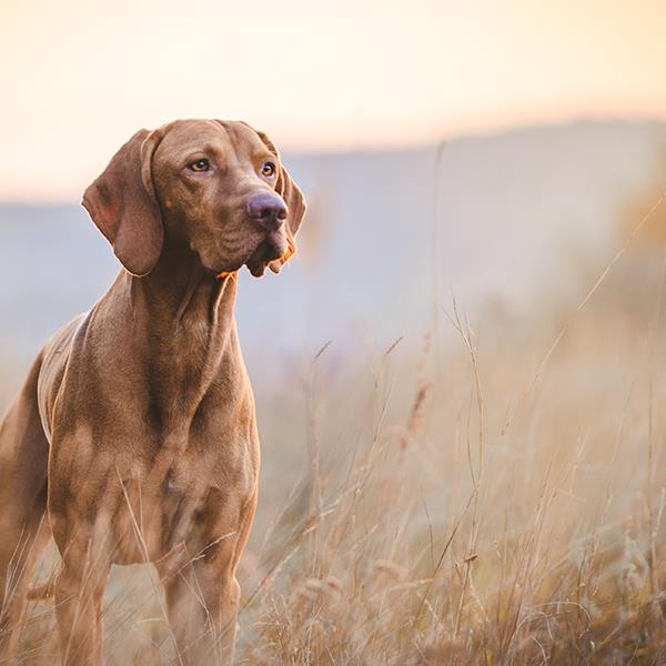 Två hundvalpar busar med varandra och den ena ligger på ryggen med tassarna i vädret