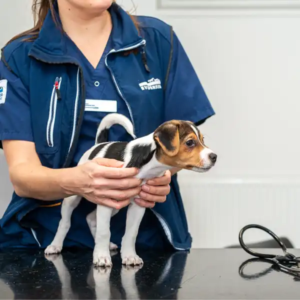 Boka tid online veterinär Örebro