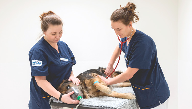 Veterinär öppet dygnet runt