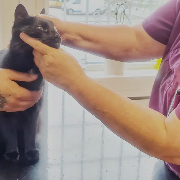 Veterinär Tyresö