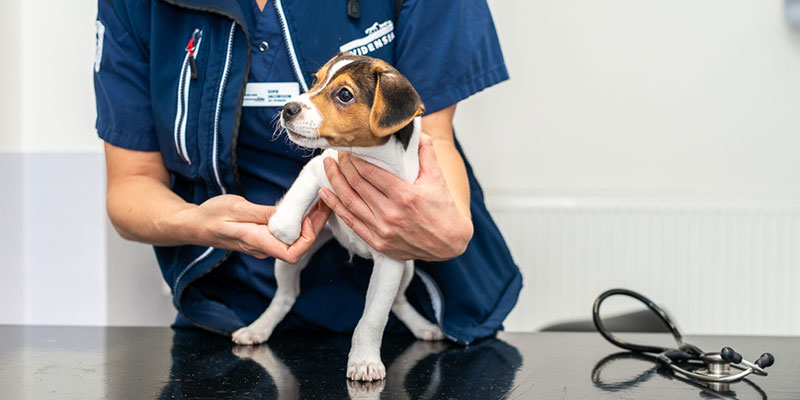 Valpens första veterinärbesök