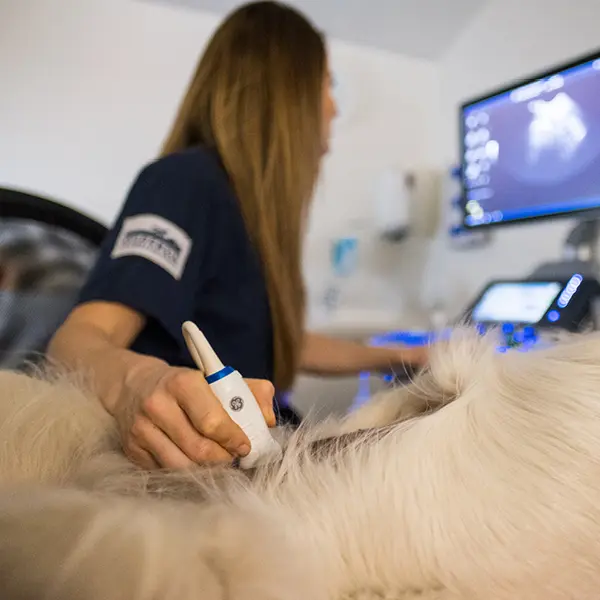Bilddiagnostik på Veterinärkliniken Limhamn