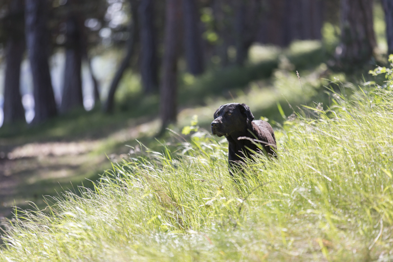 Fästing på hund och fästingburna sjukdomar