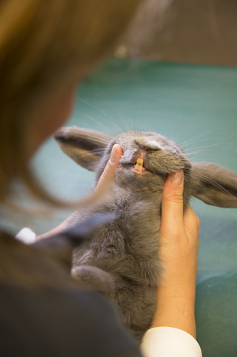 Tandproblem hos kanin