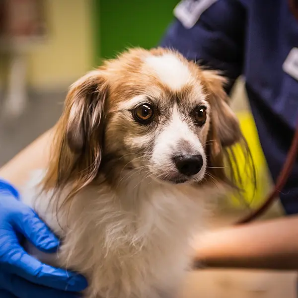 Hund på besök på kardiologiavdelningen på  Specialistdjursjukhuset Strömsholm