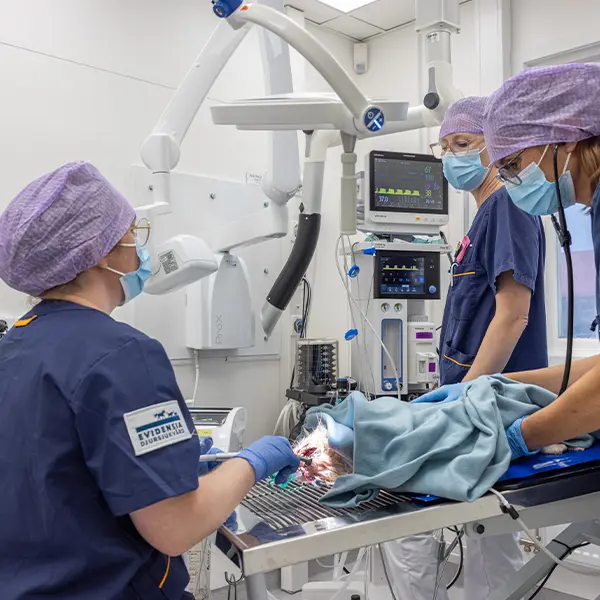 Behandlingar på Djurkliniken Åkersberga