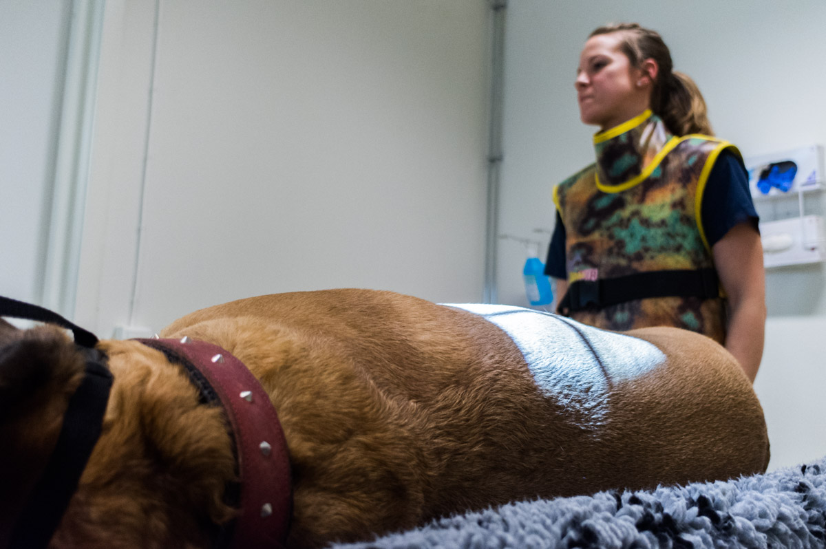 Livmoderinflammation hos hund - symtom, orsaker och behandling