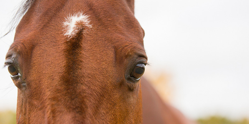 Nedsatt prestation hos din häst kan tyda på sjukdom